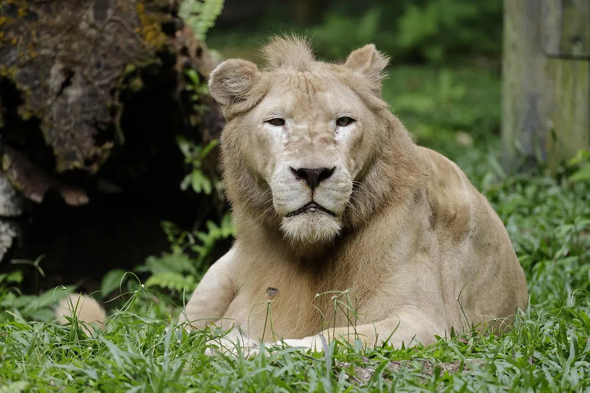 Rare white lion put to sleep after signs of tumours found